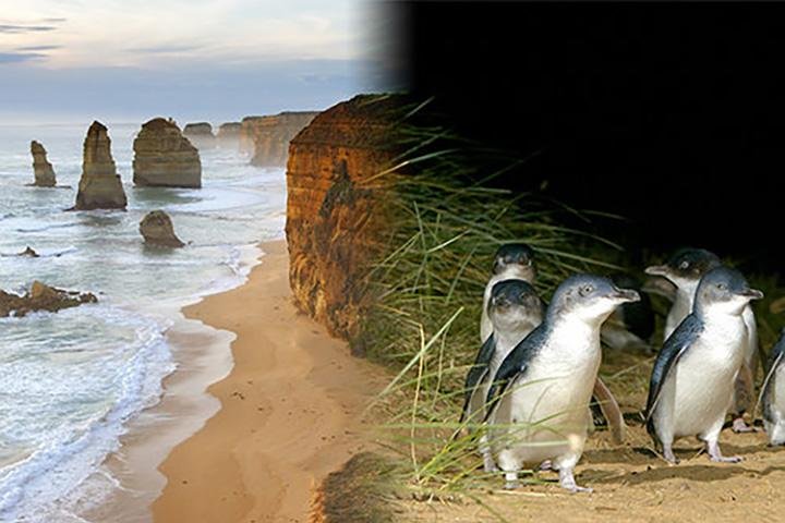 Melbourne Super Saver Great Ocean Road  Phillip Island  Attraction Pass - Victoria Tourism